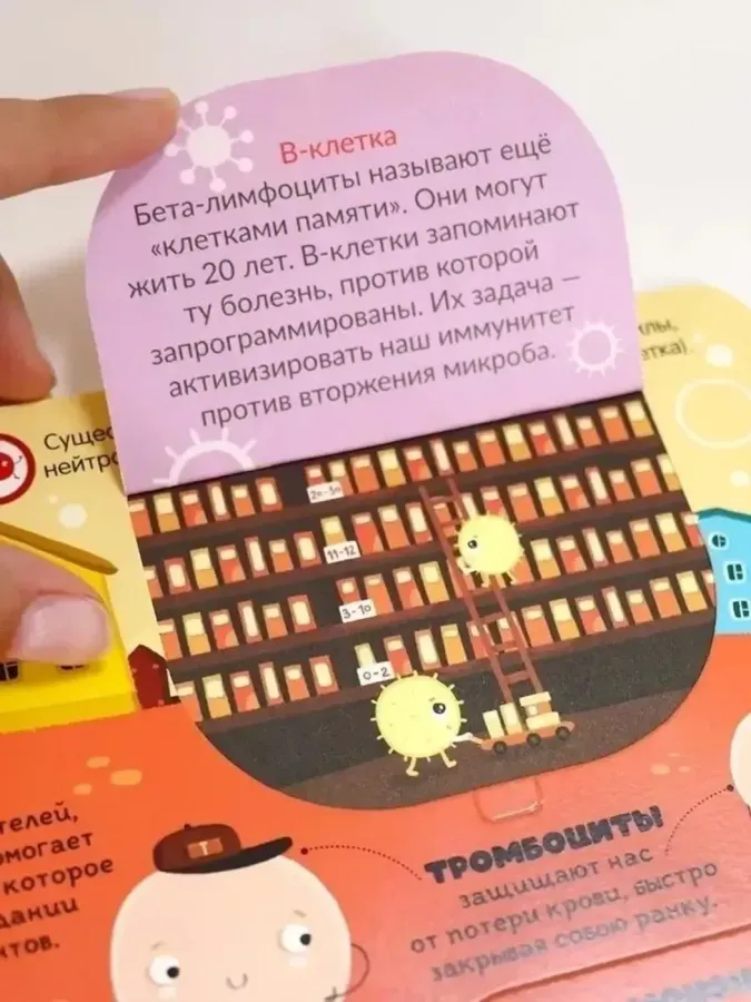 Вирусы и бактерии. Книжка с окошками